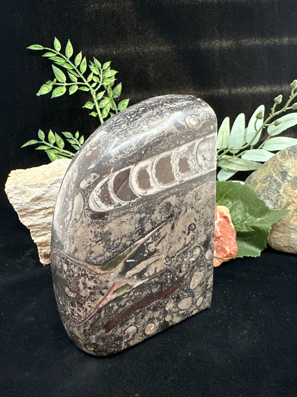 Thumbnail: Orthoceras Fossil Single Bookend - 5