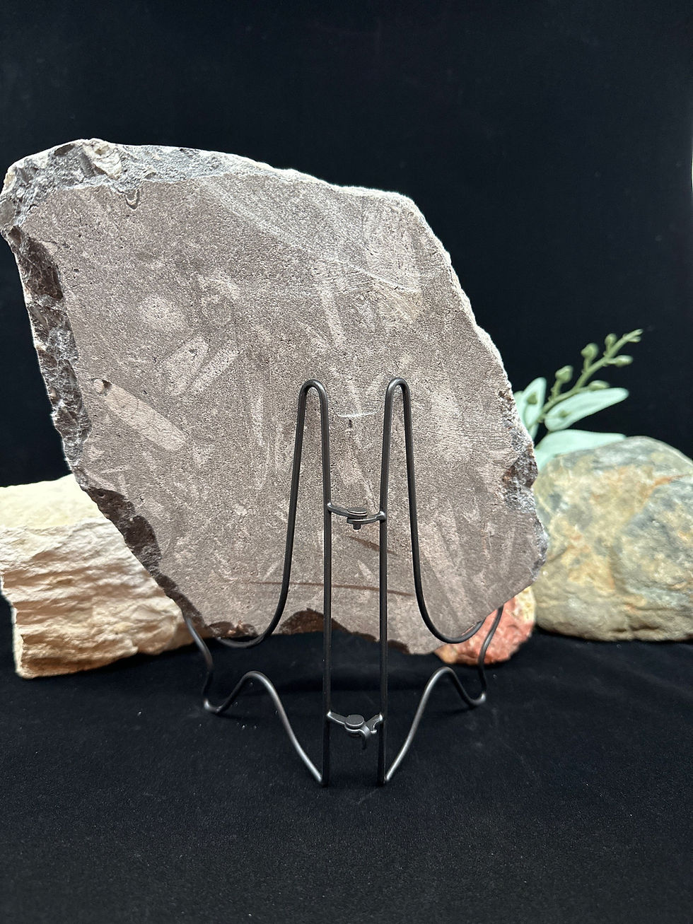 Thumbnail: Orthoceras Polished Fossil Display Plate - 2