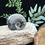 Thumbnail: Ammonite Polished Fossil