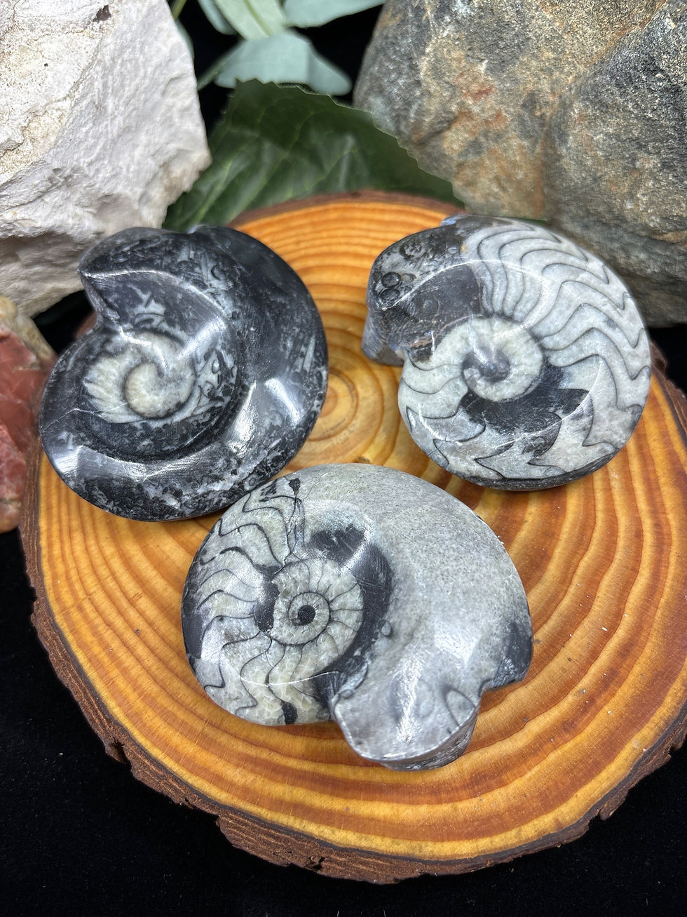Thumbnail: Ammonite Polished Fossil