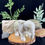Thumbnail: Jade Elephant - 1