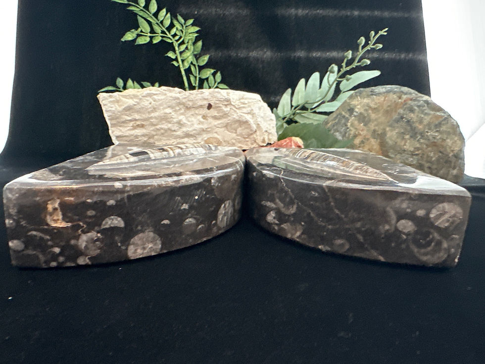 Thumbnail: Orthoceras Fossil Bookends - Large