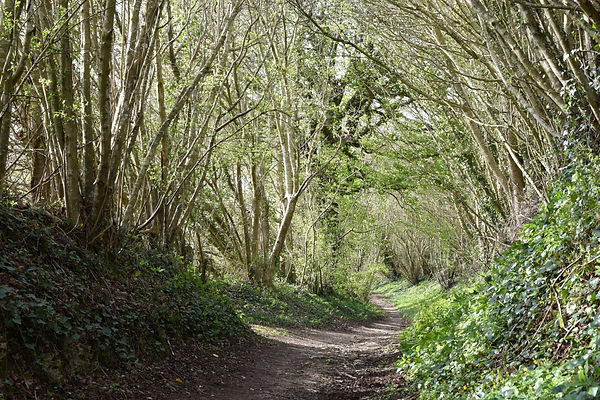 DSC_2196.jpg