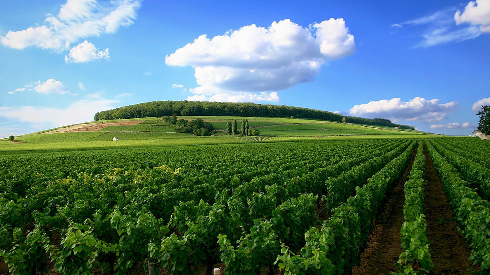 ophorus-128356-media-principal-burgundy-wine-tour-in-cote-de-nuits-private-day-trip-from-b