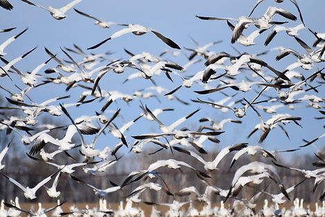 2048px-Snow_geese_prime_hook_delaware_2.1.20_DSC_0075.jpg