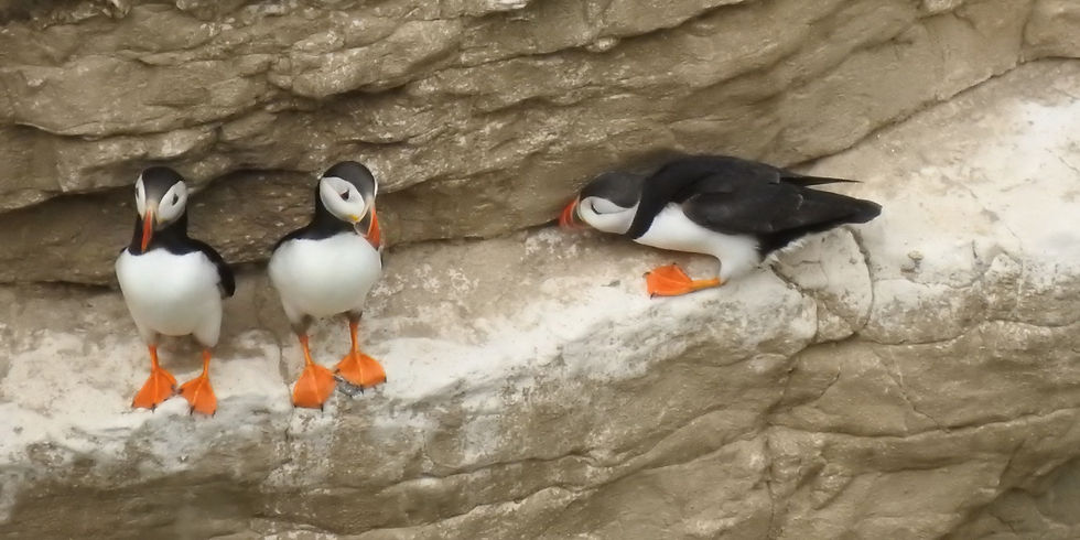 Three puffins sitting on a ledge at Flamborough Cliffs near Bempton in East Yorkshire