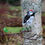 Thumbnail: Downy Woodpecker