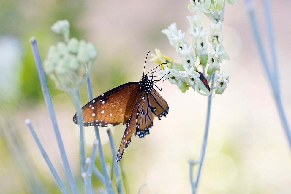 insects 022.jpg