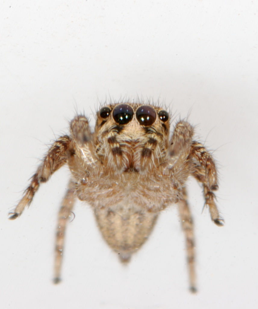insects 027.jpg
