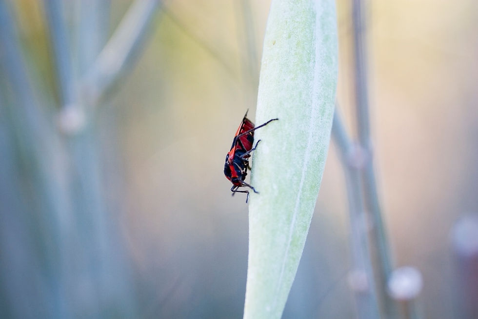 insects 023.jpg