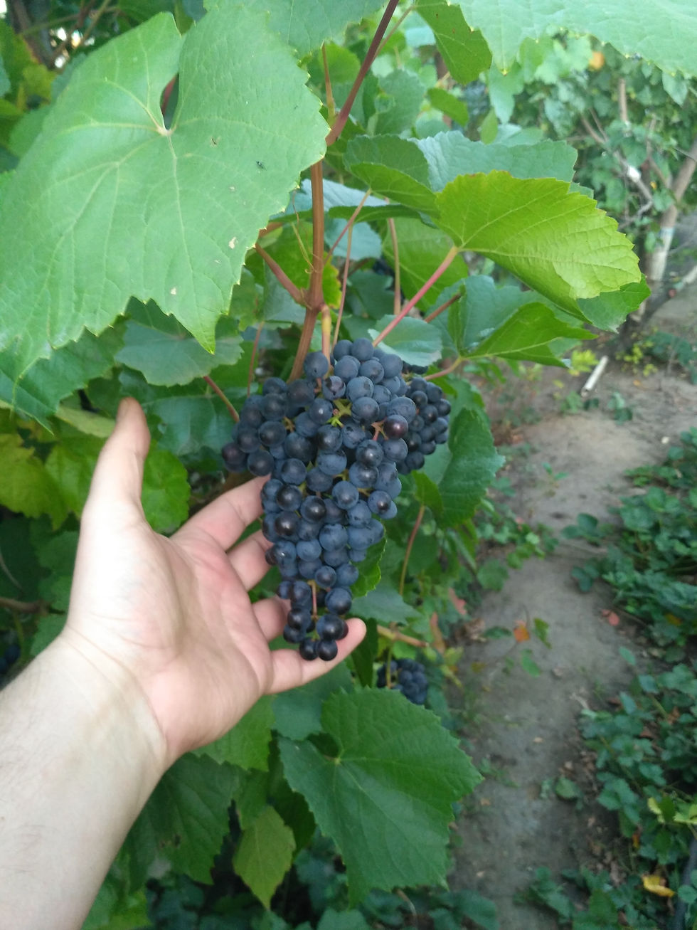 Черный виноград