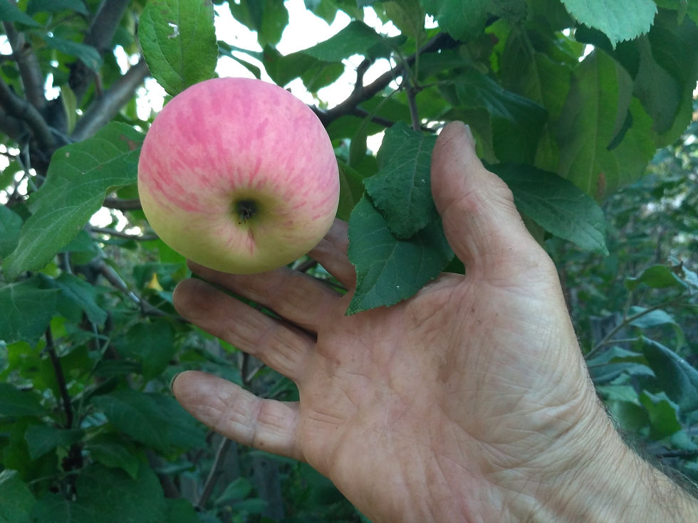 Яблоня