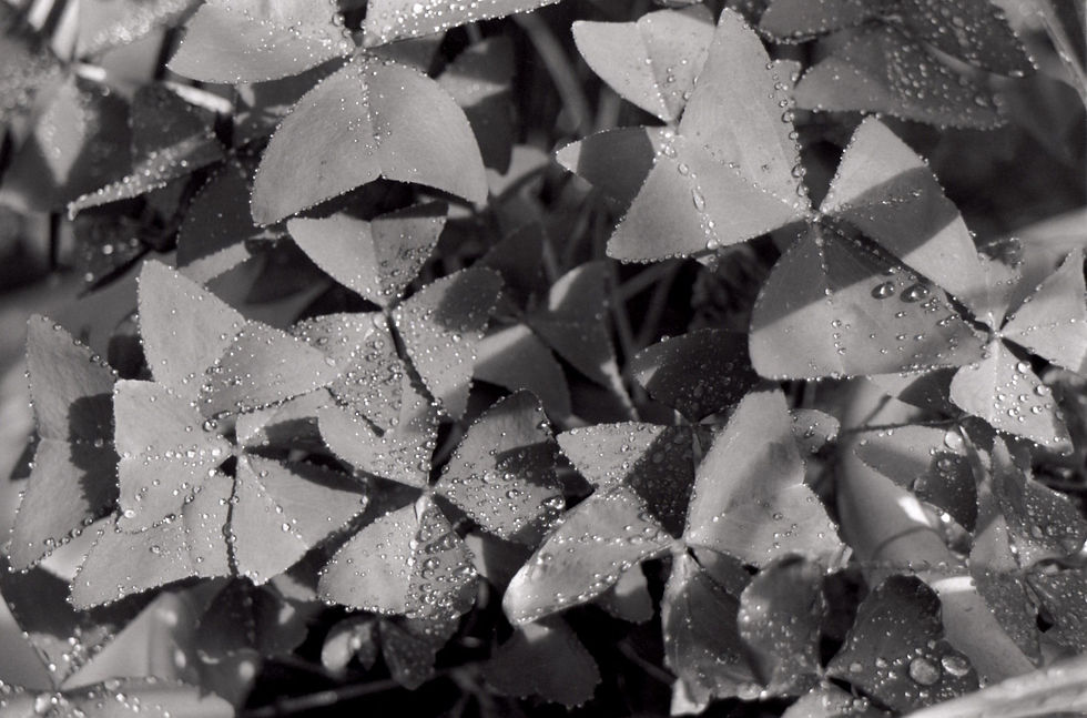 Clover