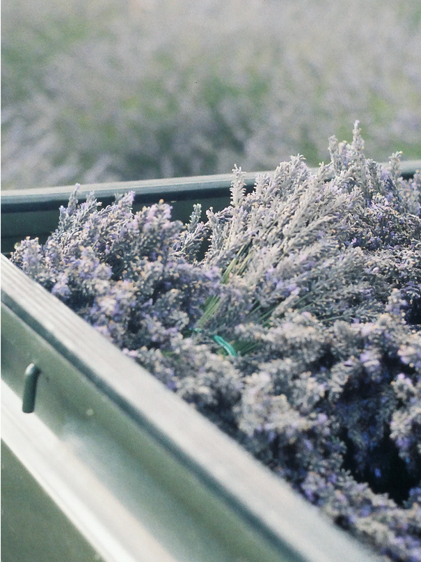 Lavendel, antiviral, Naturheilkunde