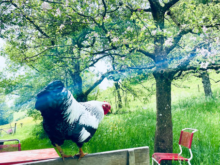 Hahn im Garten