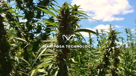 Pitch Video - Mariposa Technology