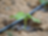 Common Signs That an Irrigation System Is Failing?