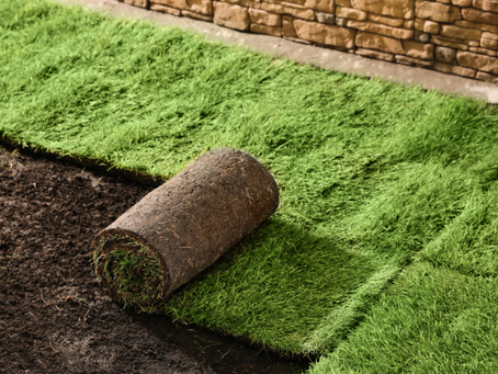 Best Sod/Grass Type for My Lawn