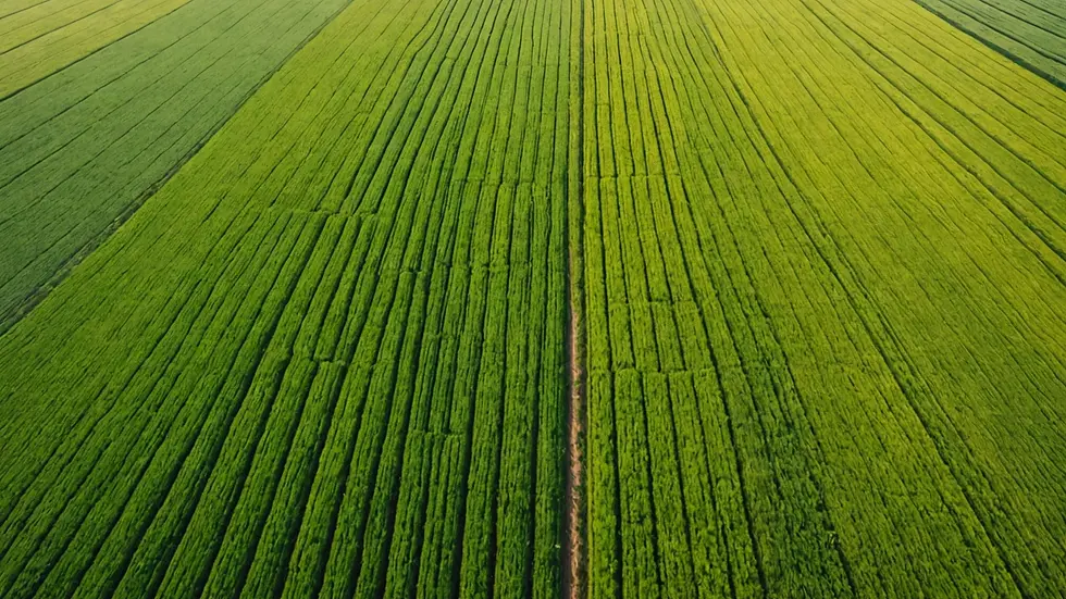 High angle view of agricultural fields showing crop patterns