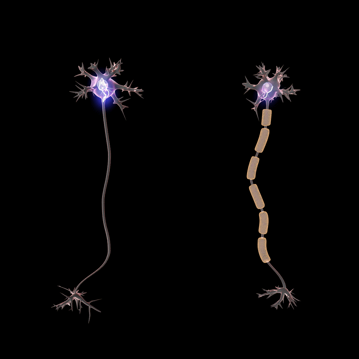 saltatory_conduction.gif