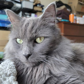 Sponsor a Foster Cat