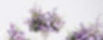 ORD_8478_edited.jpg