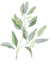 eucalyptus 1 (1).png