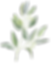 eucalyptus 1 (1).png