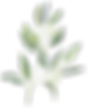 eucalyptus 1 (1).png