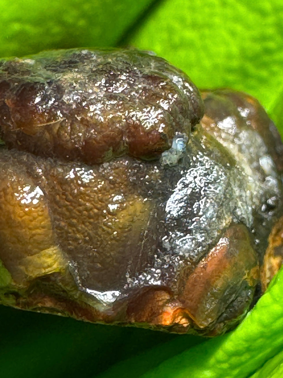 Thumbnail: Stocking Stuffer Collection Fire Agate Natural Rough #03
