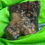 Thumbnail: Stocking Stuffer Collection Fire Agate Natural Rough #02