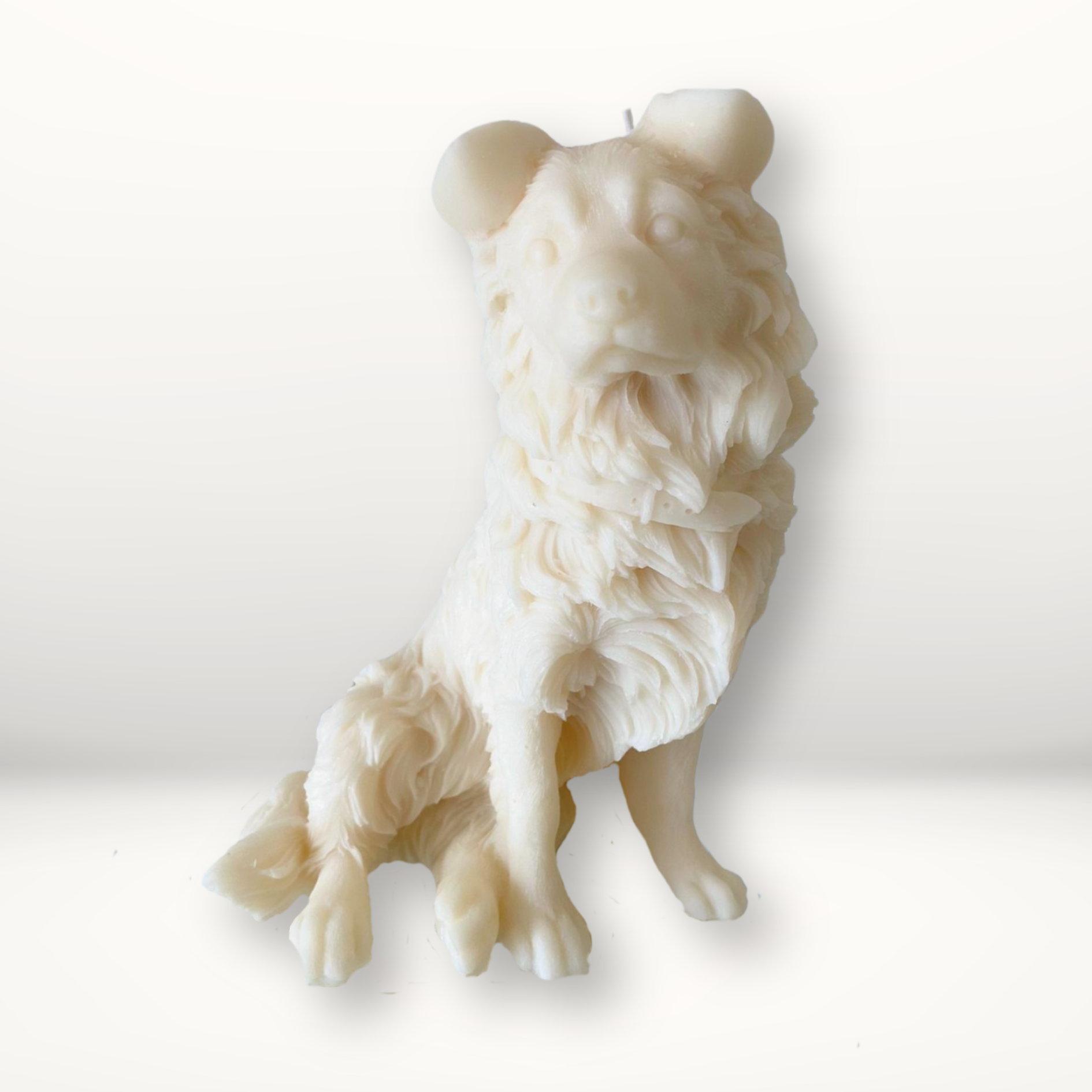 Border Collie (Adult)