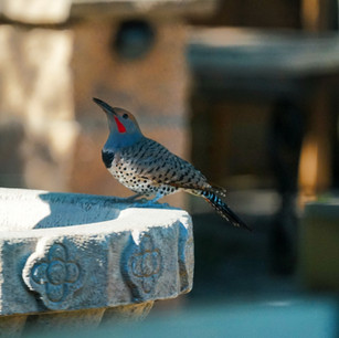 The Acorn Woodpecker Stops for a Drink