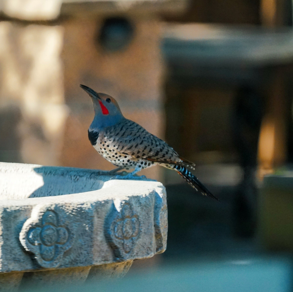 The Acorn Woodpecker Stops for a Drink