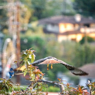 A Red-Tailed Hawk Takes Flight