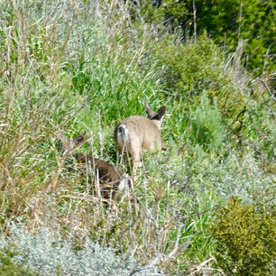 Two DeerTraverse the Chaparral