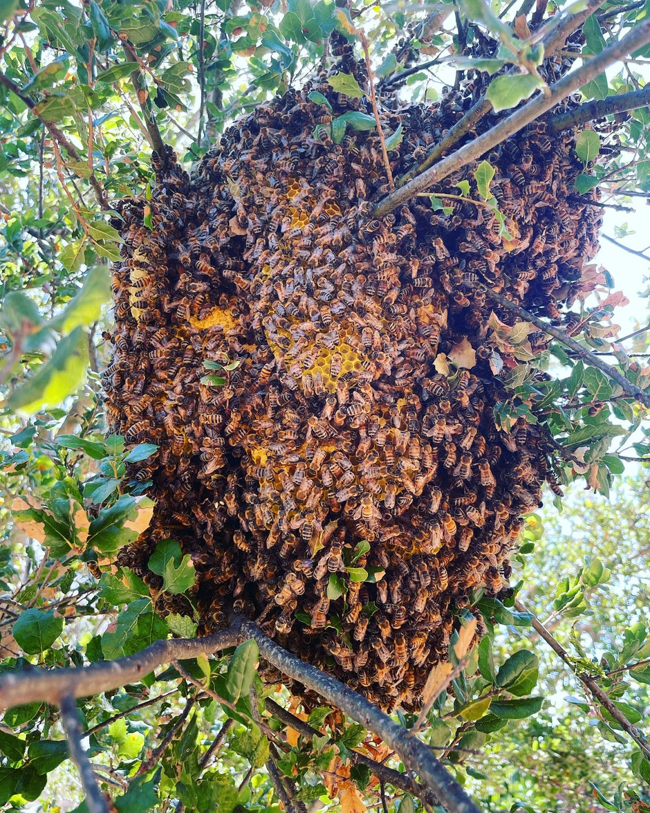 An Exposed Feral Colony of Bees Finds our Bee Yard