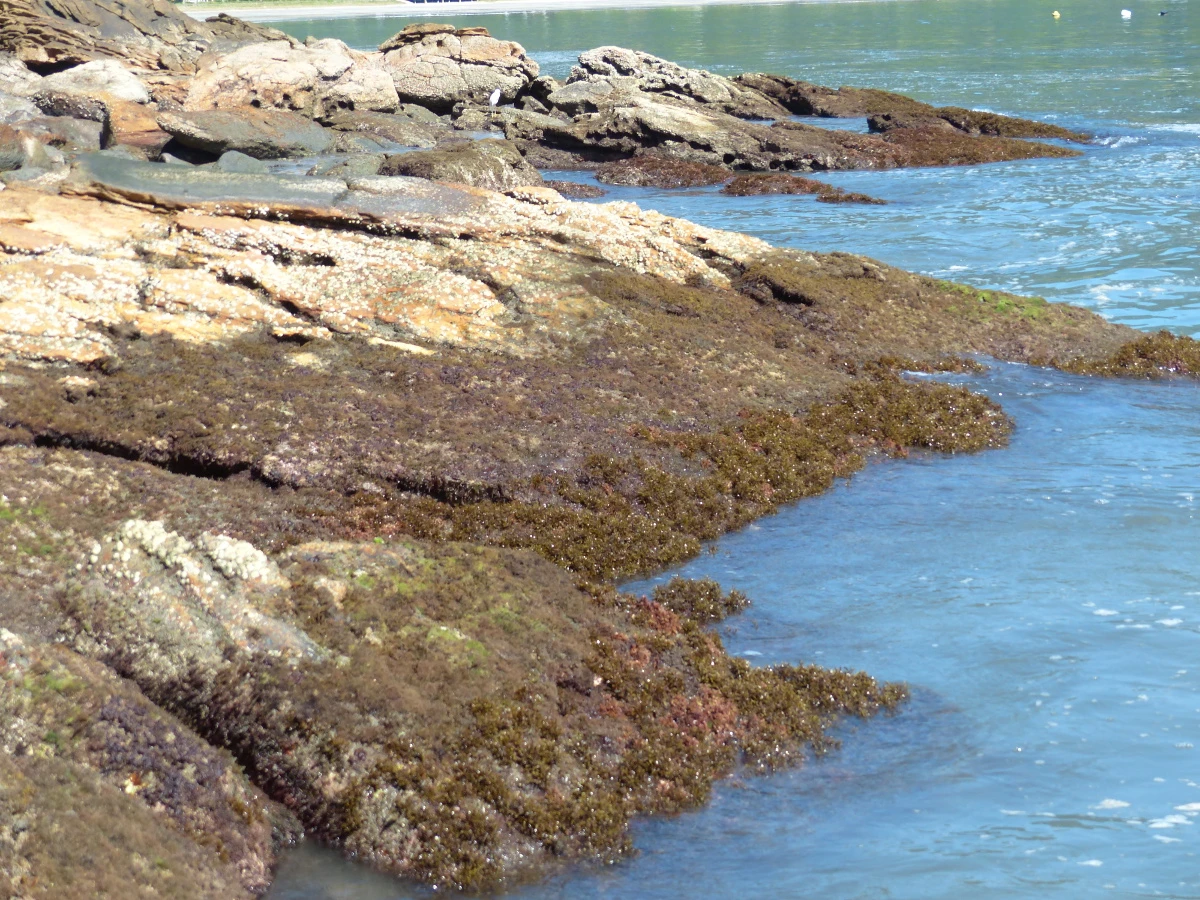 Get Wallpaper Vida Na Costeira No Balanco Das Ondas For Free