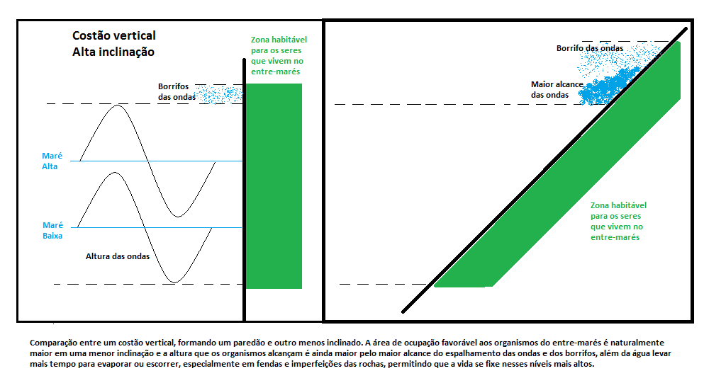 Get Wallpaper Vida Na Costeira No Balanco Das Ondas Desktop Wallpaper Free