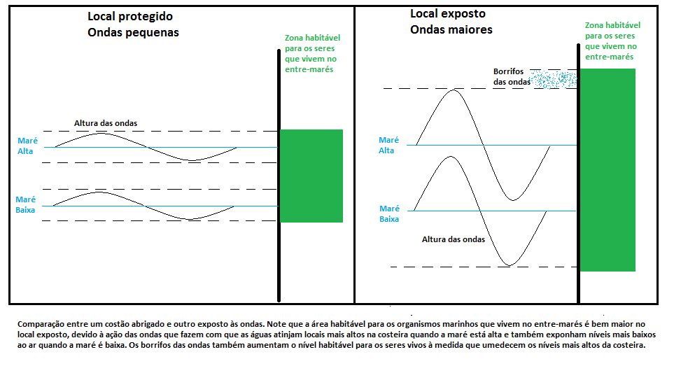 Wallpaper Vida Na Costeira No Balanco Das Ondas Free