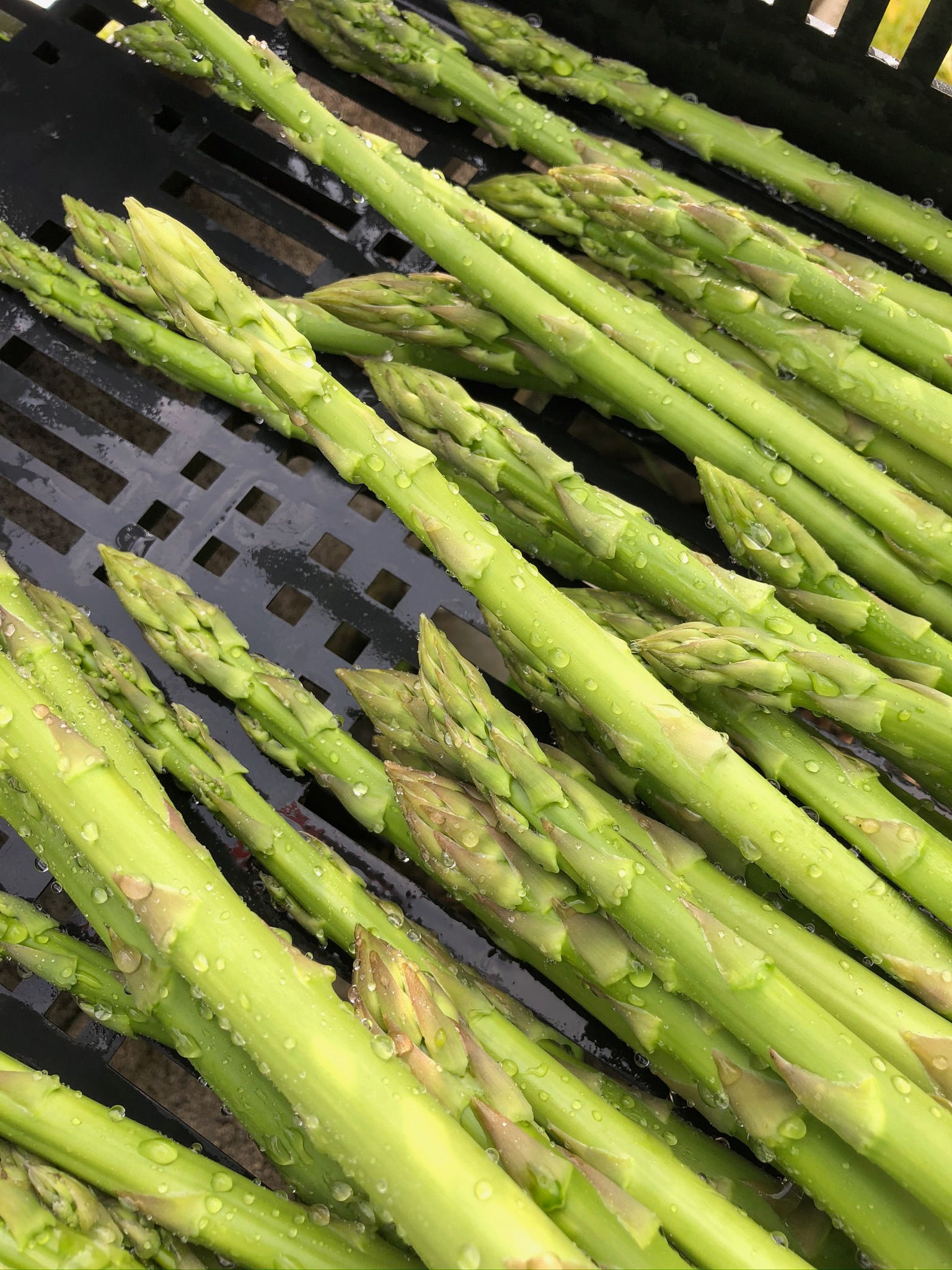 栃木県高根沢産の家庭用アスパラガス１㎏