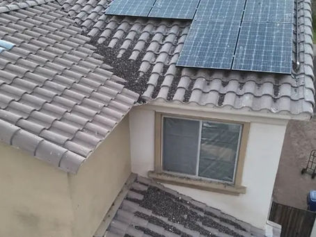 Who Should You Hire to Pigeon Proof Solar Panels?