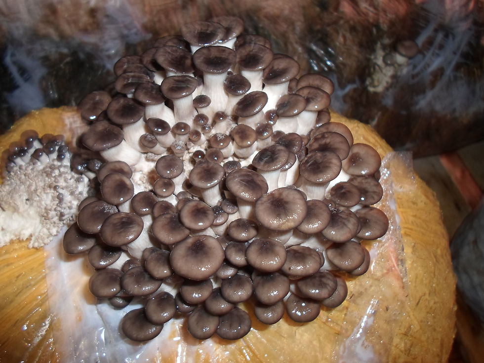 Pleurotus