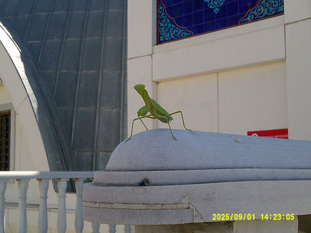 Yetişkinlikte Eğlenmek