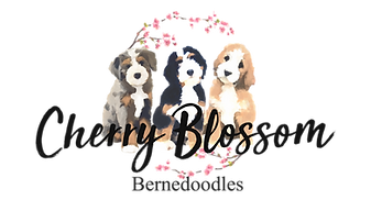 new logo transparent.PNG