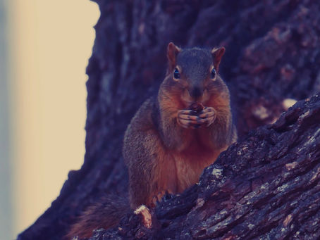 College Squirrels Gone Wild