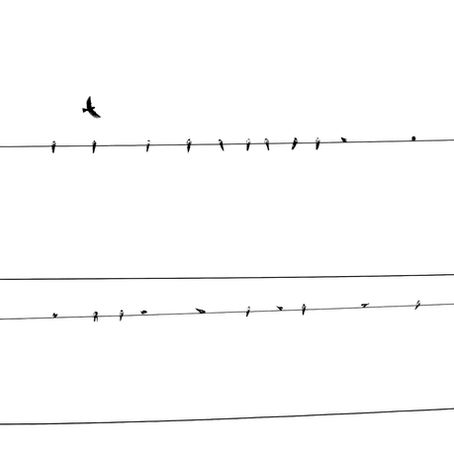Des oiseaux pour illustrer ceux du roman La sorcière de Marie NDiaye