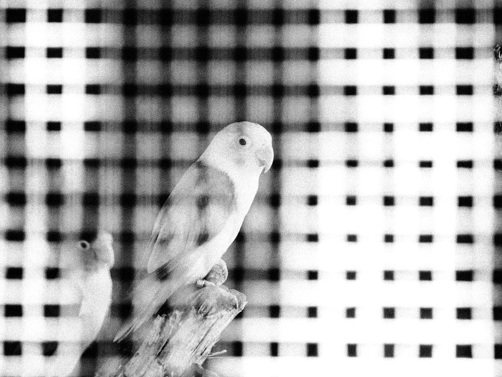Photographie en noir et blanc d'un petit oiseau enfermé dans une cage métallique, illustrant le roman Le Désir dans la cage d'Alissa Wenz.