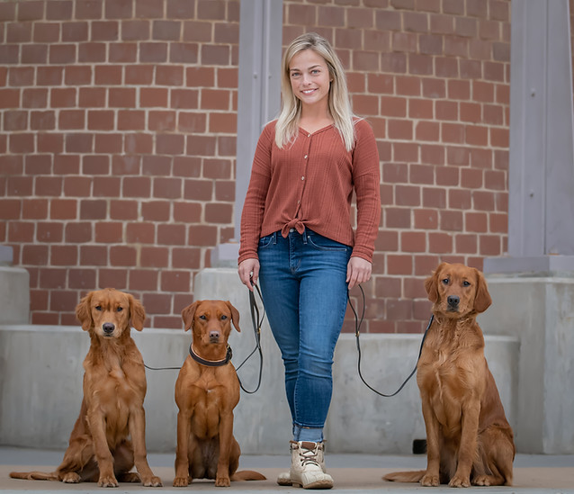 Dog Training North Carolina Horizon Retrievers
