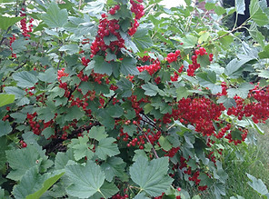Red currants available for pick yourown at Mathias Farms in Niagara